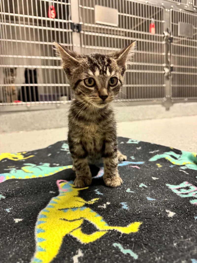 A baby small-sized male Domestic Short Hair cat named Jim for adoption in Grand Rapids, MI