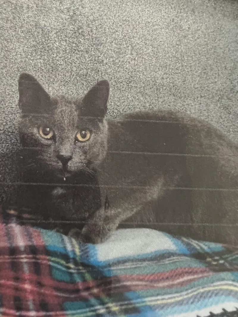 An adult medium-sized female Gray / Blue / Silver Domestic Short Hair cat named Misty for adoption in New Windsor, NY