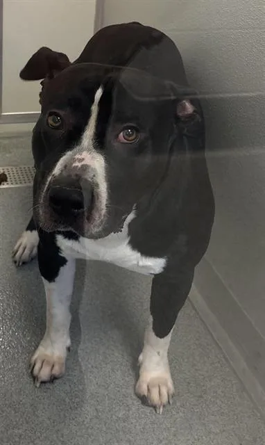 An adult large-sized male Pit Bull Terrier dog named Oreo for adoption in Indianapolis, IN