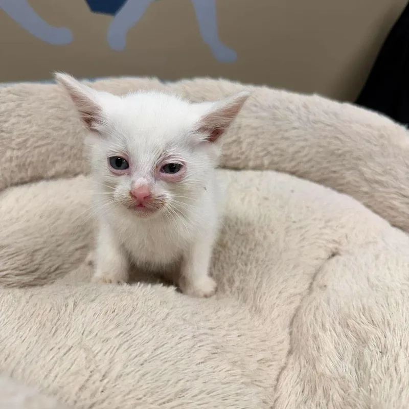 A baby small-sized male White Domestic Short Hair cat named Blizzard In Parsonsburg  for adoption in Alexandria, VA