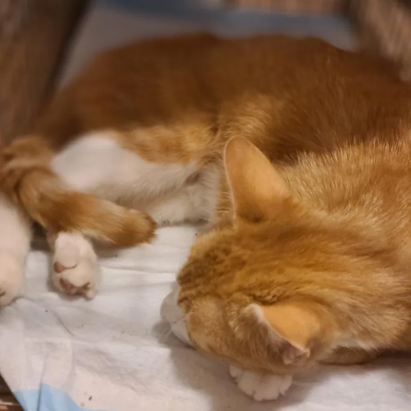 An adult medium-sized female Orange / Red Domestic Short Hair cat named Quinn for adoption in Howard beach, NY