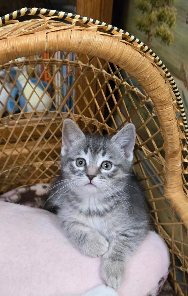 A baby medium-sized female Domestic Short Hair cat named Minnie  No Longer for adoption in Minneapolis, MN