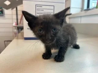 A baby small-sized male Domestic Short Hair cat named Banksy for adoption in Pearland, TX