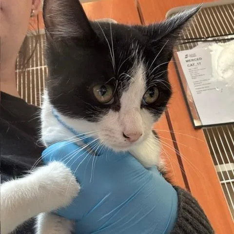 A baby small-sized male Domestic Short Hair cat named Carlos for adoption in Murray, UT
