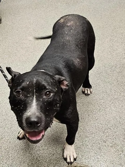 An adult medium-sized female Pit Bull Terrier dog named A for adoption in Huntsville, AL