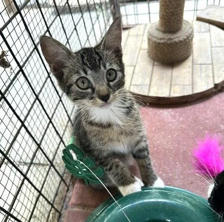 A baby small-sized male Orange & White Tabby cat named Bradley C Ingram for adoption in Saunderstown, RI