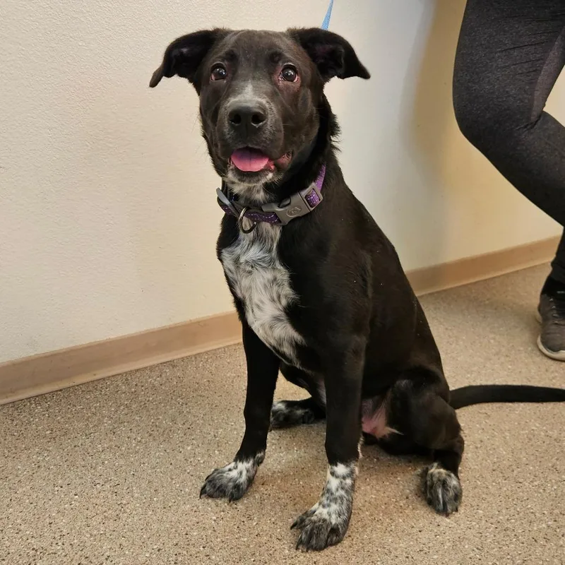 A young medium-sized female Border Collie dog named Penny for adoption in Fallon, NV