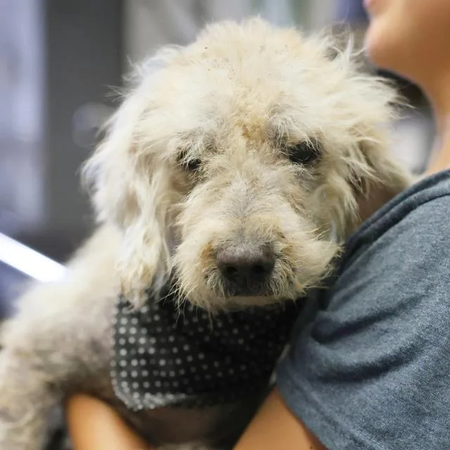 A senior small-sized male Terrier dog named Jack for adoption in San Antonio, TX