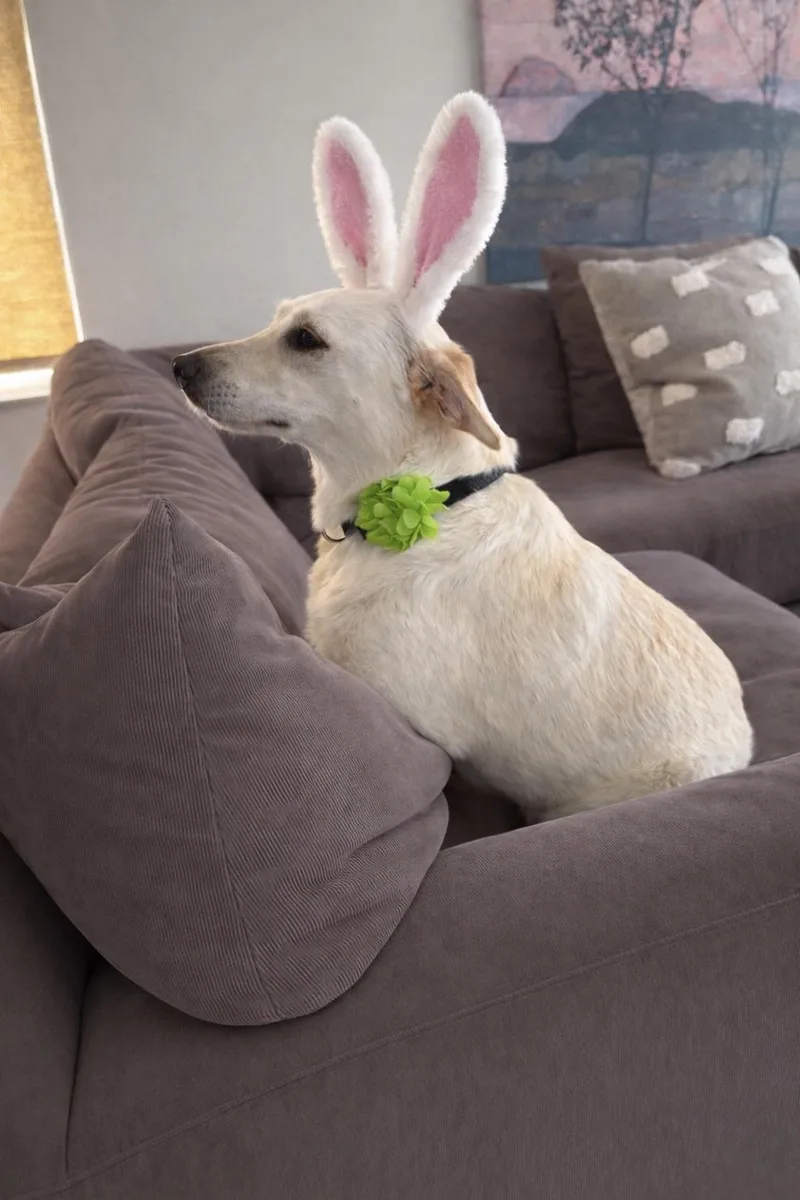 A young medium-sized female Labrador Retriever dog named Petunia for adoption in Branford, CT