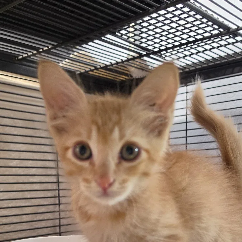 A baby small-sized male Domestic Medium Hair cat named Robbie for adoption in Desert Hot Springs, CA