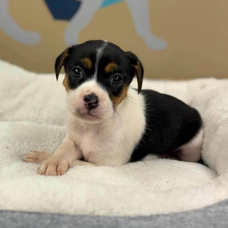A baby small-sized female Black Chihuahua dog named Bernadette for adoption in Alexandria, VA