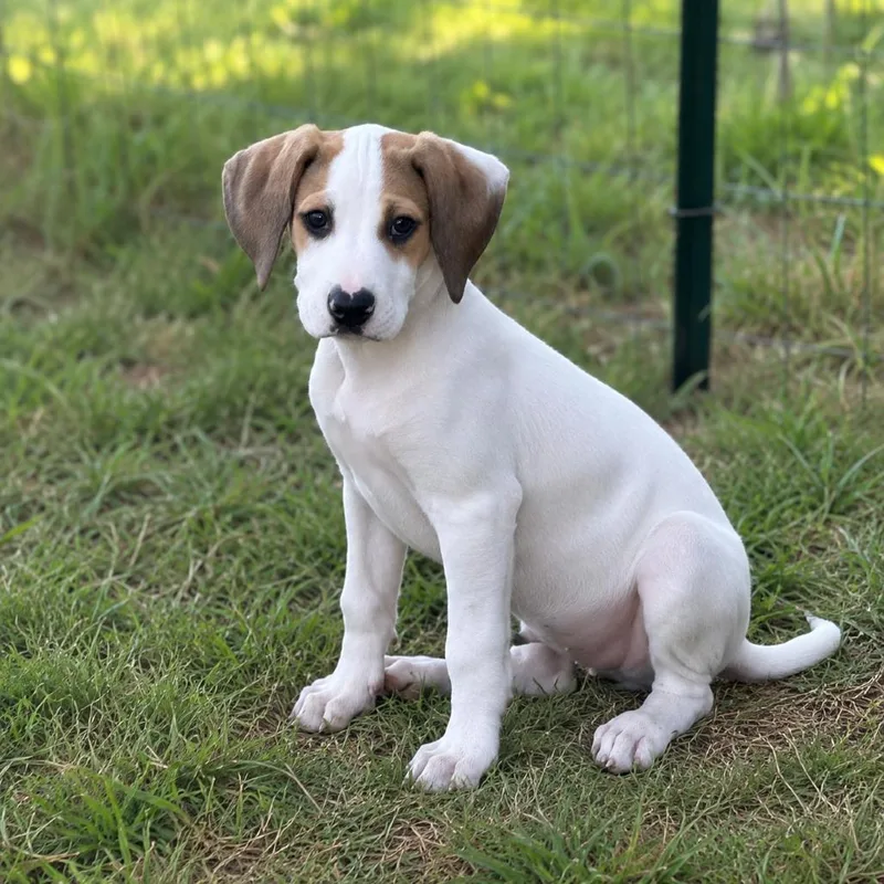 A baby medium-sized female White / Cream Mixed Breed dog named Moana for adoption in Huntsville, AL