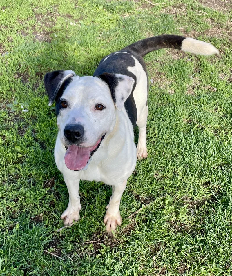 An adult medium-sized female Black Mixed Breed dog named Myra for adoption in Lacon, IL