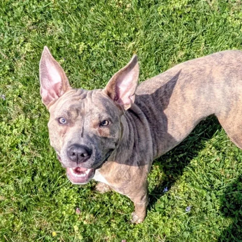An adult medium-sized female Gray / Blue / Silver Mixed Breed dog named Zena for adoption in Jeffersonville, IN