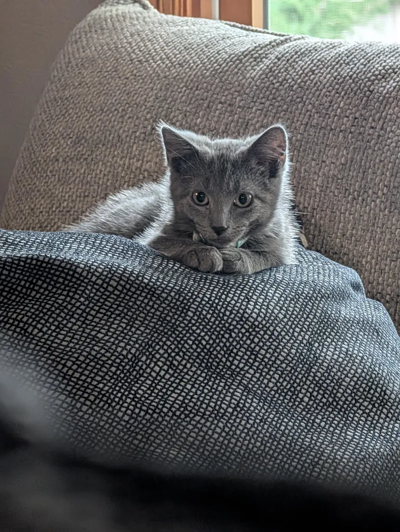 A baby medium-sized male Gray / Blue / Silver Domestic Short Hair cat named Toaster Strudel for adoption in Kenosha , WI