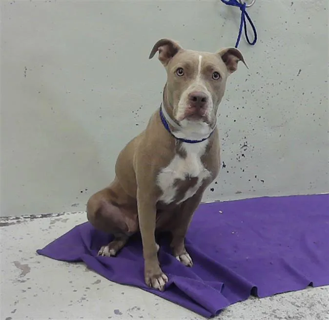 A young medium-sized female Staffordshire Bull Terrier dog named Gigi for adoption in Houston, TX