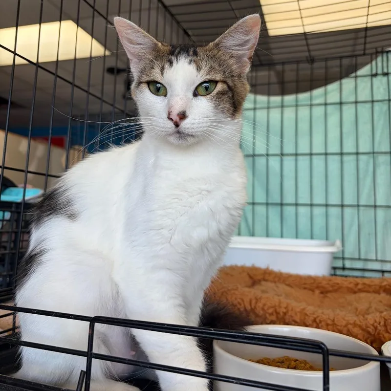 A young small-sized female Brown / Chocolate Domestic Short Hair cat named Julianne for adoption in Webster, TX