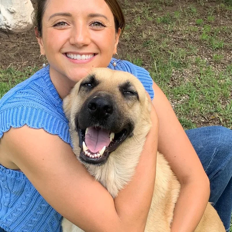 A young medium-sized male Shepherd dog named Nacho for adoption in Manvel, TX