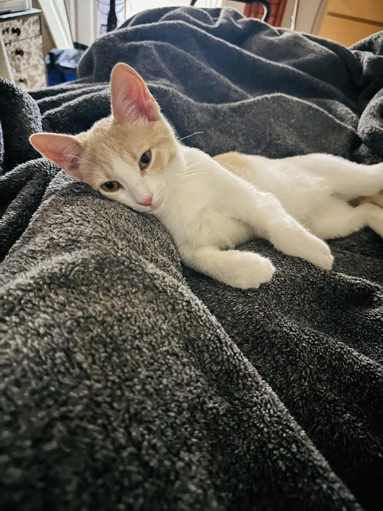 A baby small-sized male Orange & White Tabby cat named GoT: Jamie Lannister for adoption in Warren, CT