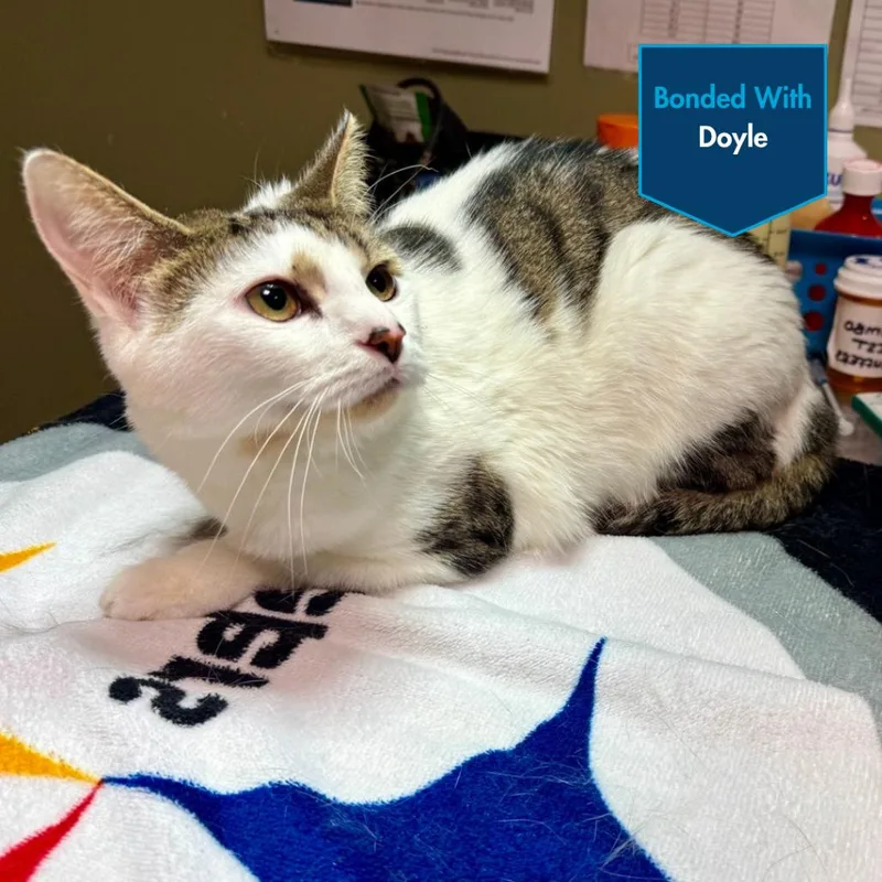 Flannery thumbnail 2