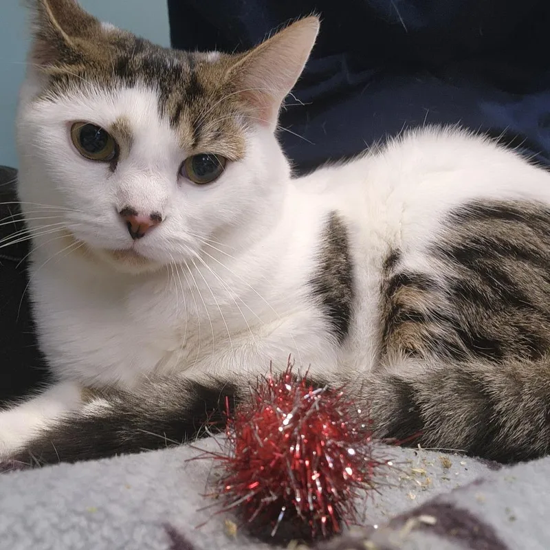 Flannery thumbnail 3