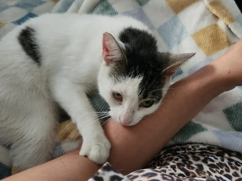 An adult medium-sized male White Domestic Short Hair cat named Finch for adoption in Telford, PA