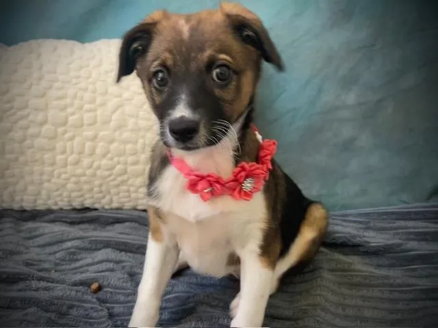 A baby medium-sized female Parson Russell Terrier dog named Buttercup for adoption in Salinas, CA