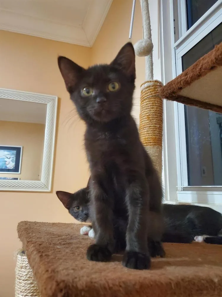 A baby small-sized female Black Domestic Short Hair cat named Miso for adoption in Hudson, NH