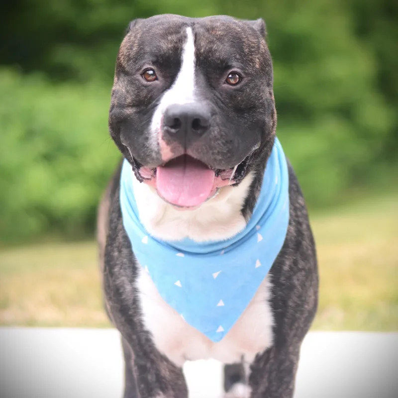 An adult large-sized male Brindle Terrier dog named Buddy for adoption in Amsterdam, NY