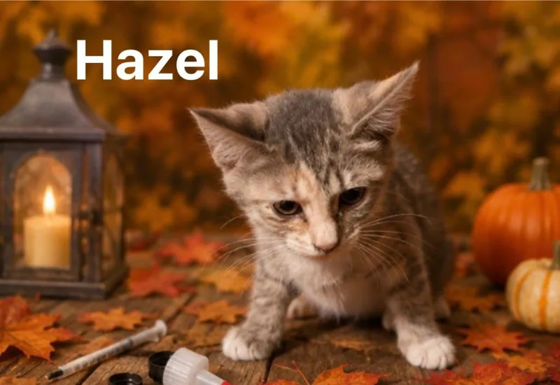 A baby medium-sized female Domestic Short Hair cat named Hazel for adoption in Johnson City, TN