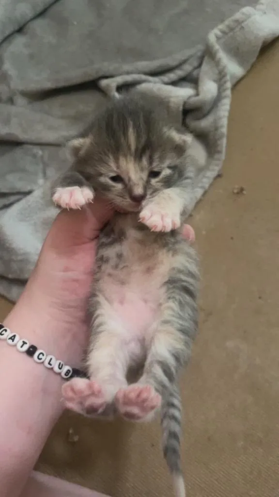 Hazel thumbnail 5