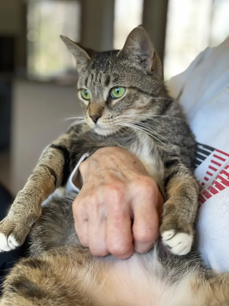 A young medium-sized female Tabby cat named Kittan for adoption in Taylor, MI