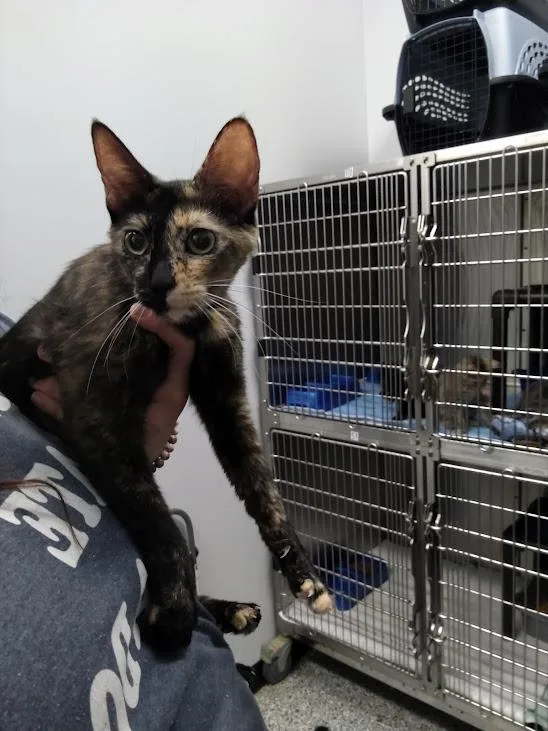 A young medium-sized female Domestic Short Hair cat named Wee Wee for adoption in Republic, MO