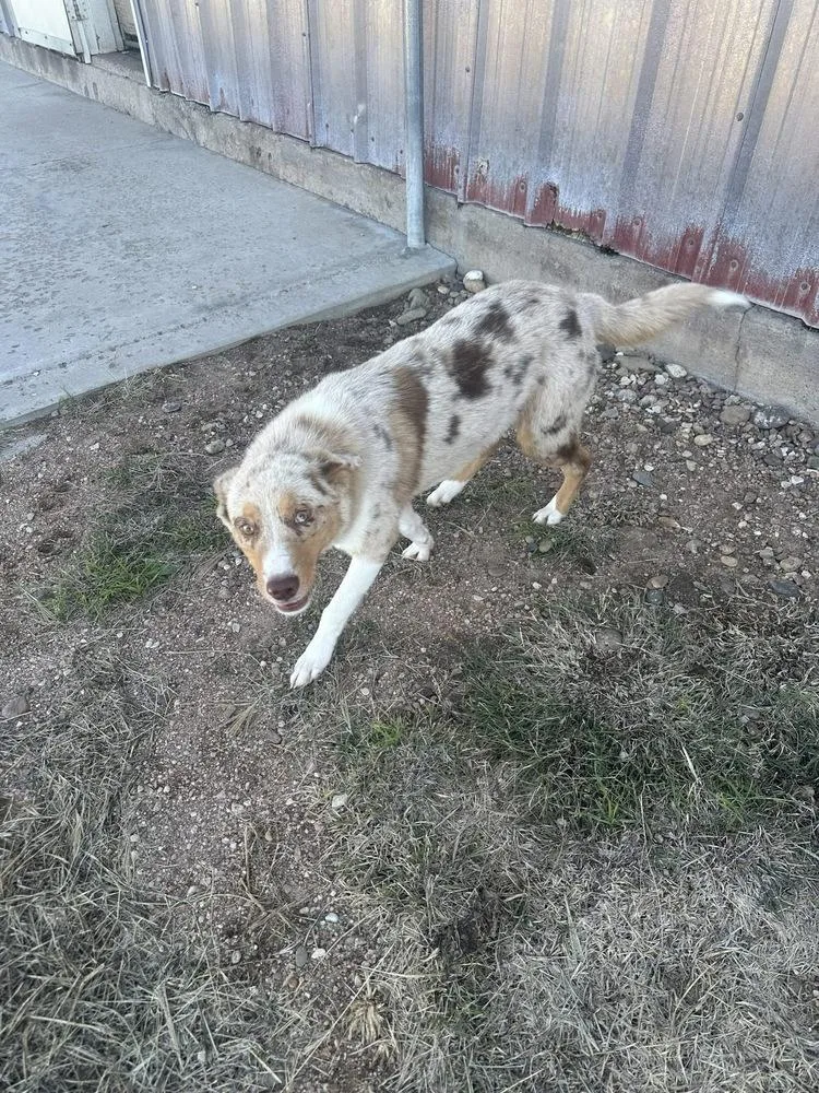 An adult medium-sized female Merle (Red) Australian Shepherd dog named Zuchinni for adoption in Aurora, CO