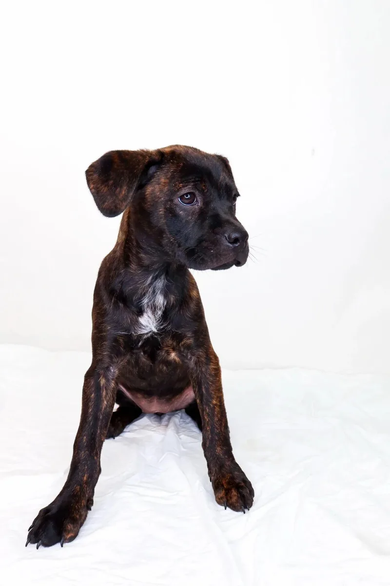 A baby medium-sized female Brindle Catahoula Leopard Dog dog named Maddy for adoption in Bixby, OK