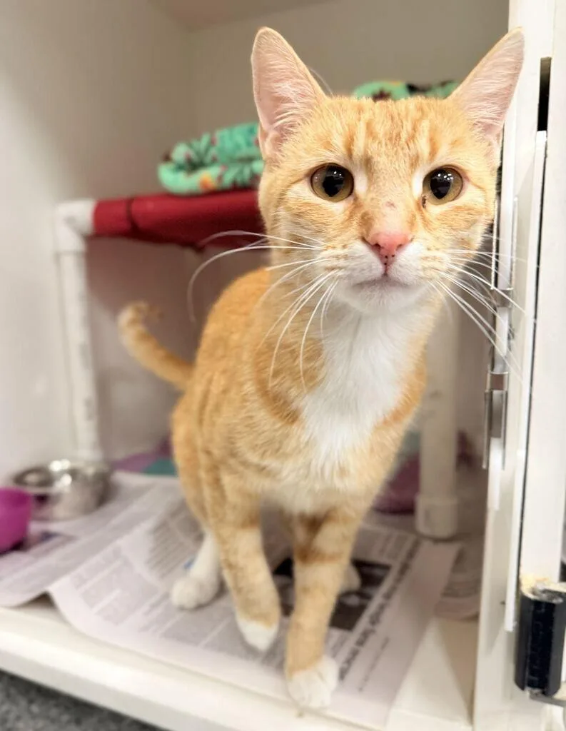 A young small-sized female Domestic Short Hair cat named Bada Bing for adoption in Fruit Heights, UT