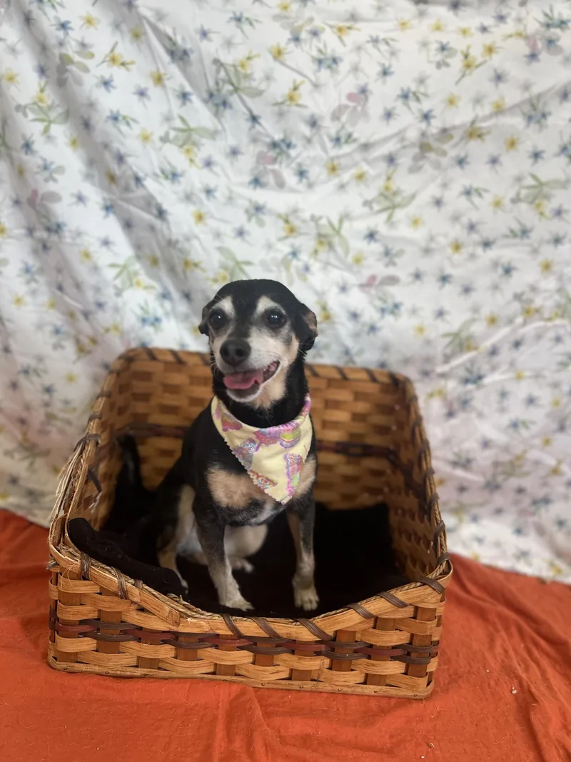 An adult small-sized female Black Mixed Breed dog named Bella for adoption in Upper Sandusky, OH