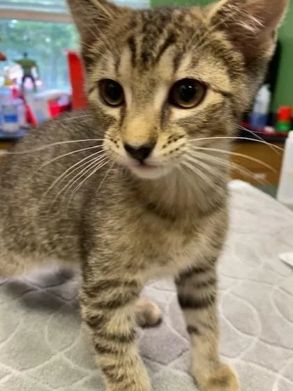 A young medium-sized male Domestic Short Hair cat named Scorpion for adoption in Kansas City, MO