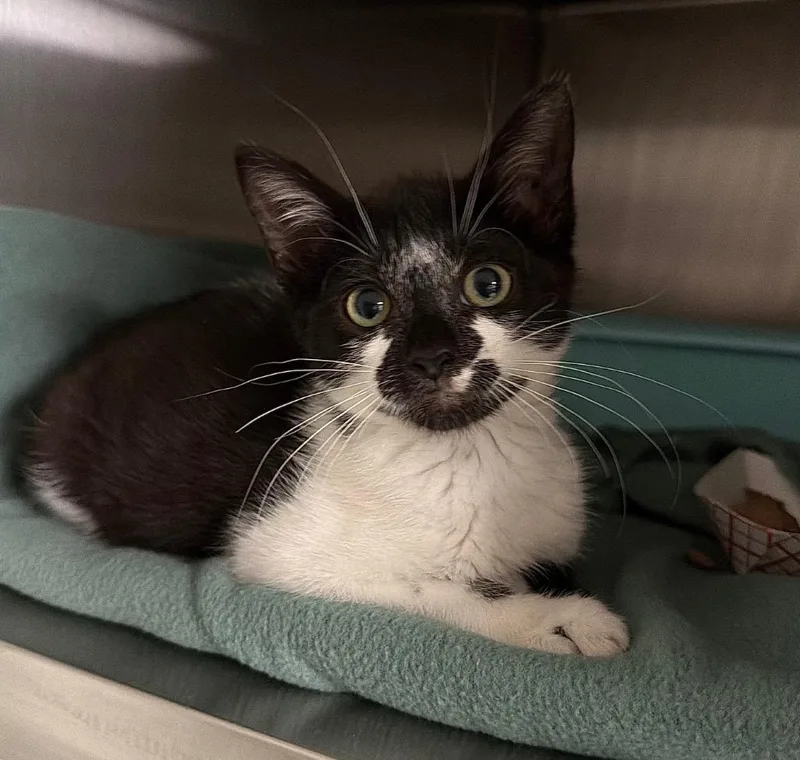 A baby small-sized female Domestic Short Hair cat named Roberta Base for adoption in Ocala, FL
