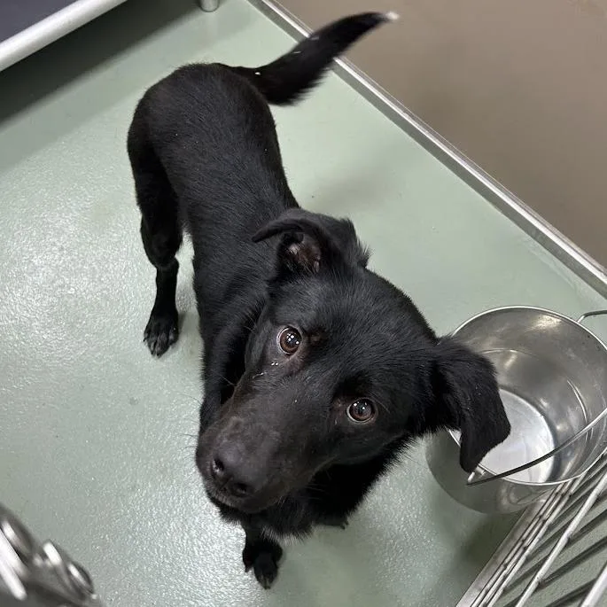 An adult small-sized male Black Collie dog named Gizmo for adoption in Lyndhurst, VA