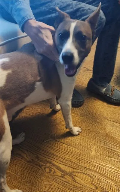 A young medium-sized male Australian Cattle Dog / Blue Heeler dog named Wile E for adoption in San Antonio, TX