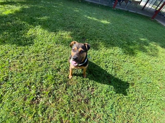 An adult medium-sized male Tricolor (Brown, Black, & White) Shepherd dog named Tiny Tim for adoption in Fayetteville, AR