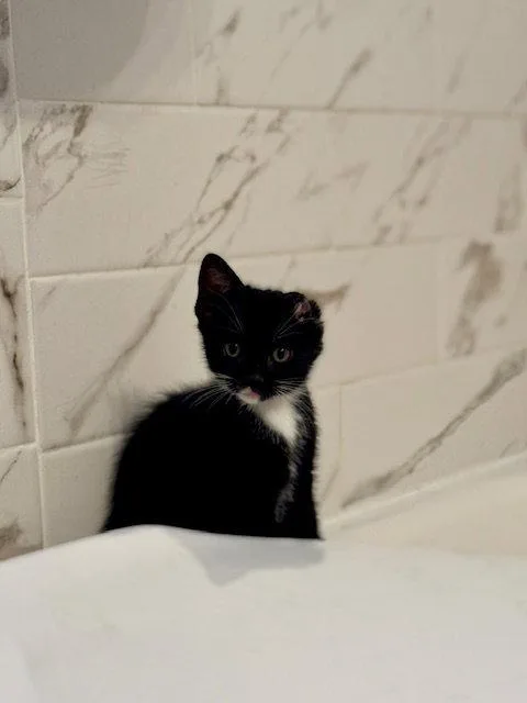 A baby small-sized female Black & White / Tuxedo Domestic Short Hair cat named Hanoi for adoption in Philadelphia, PA