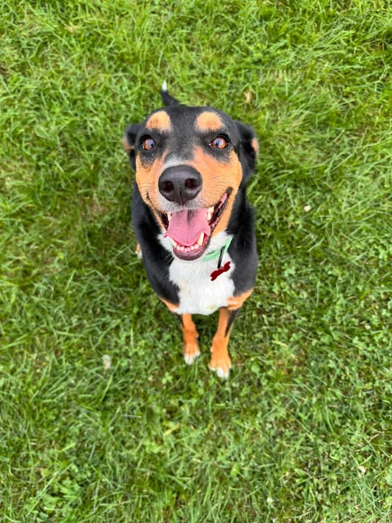 Brewster
