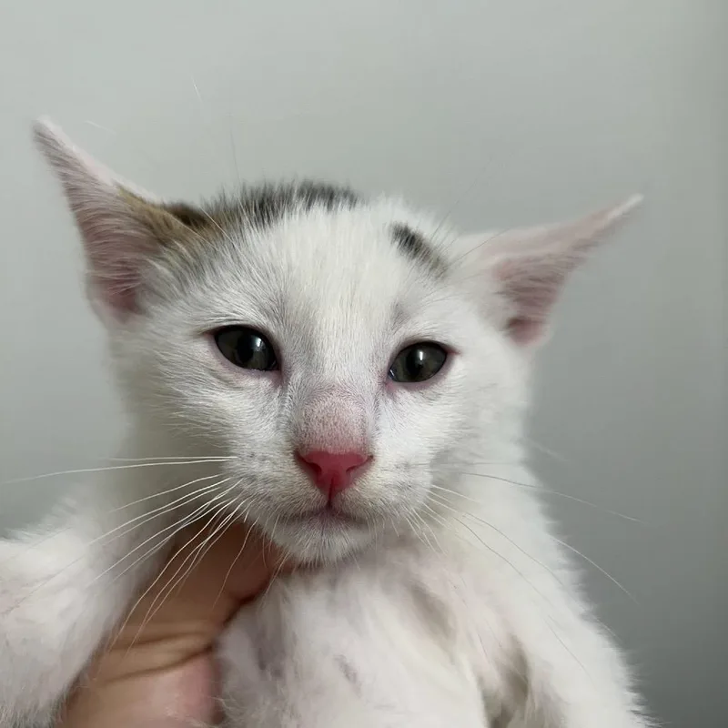 A baby small-sized male White Domestic Short Hair cat named Forest for adoption in Escondido, CA