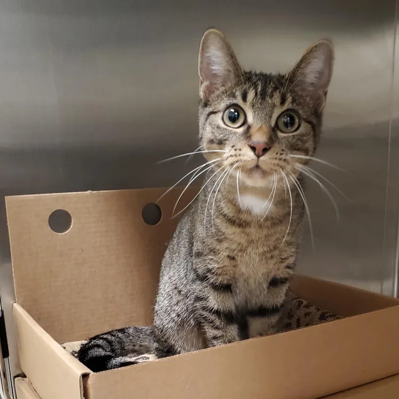 A young medium-sized female Domestic Short Hair cat named Little Foot for adoption in Novelty, OH
