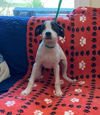 A baby medium-sized female Parson Russell Terrier dog named Bobbie Jo for adoption in Largo, FL
