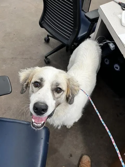 A young large-sized female Mixed Breed dog named Betsy for adoption in Dallas, TX