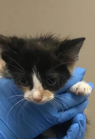 A baby small-sized female Domestic Short Hair cat named A for adoption in Conroe, TX