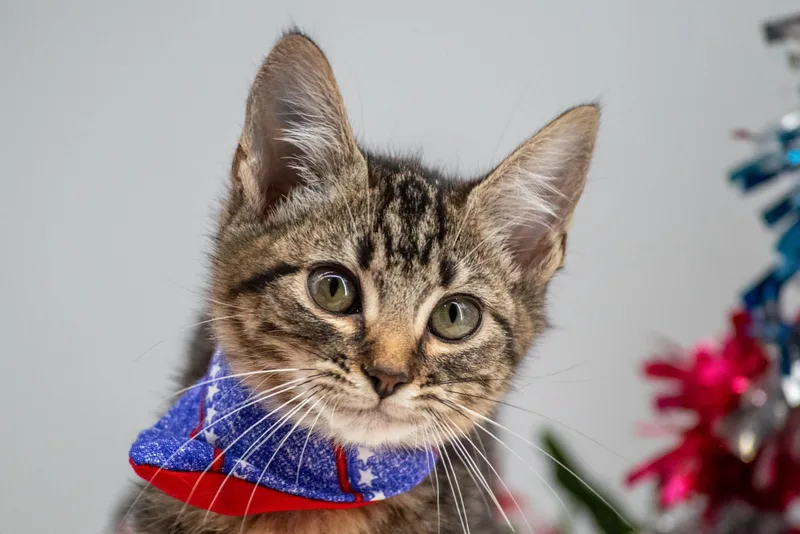 A baby small-sized male Tabby (Brown / Chocolate) Domestic Short Hair cat named Independence for adoption in Sevierville, TN